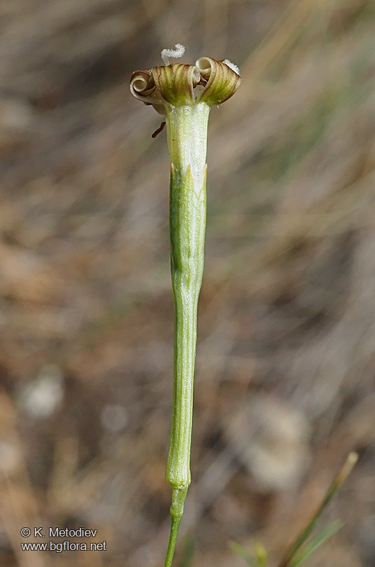 Silene waldsteinii