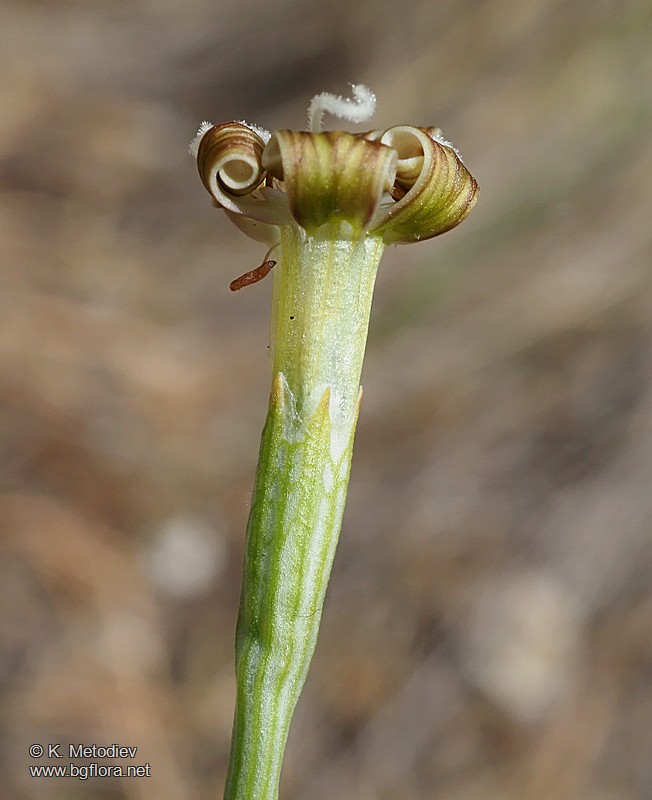 Silene waldsteinii