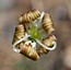 Silene waldsteinii