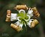 Silene waldsteinii