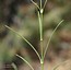 Silene waldsteinii