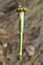 Silene waldsteinii