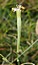 Silene waldsteinii