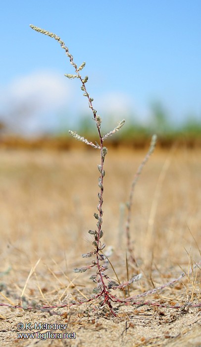 Kochia laniflora