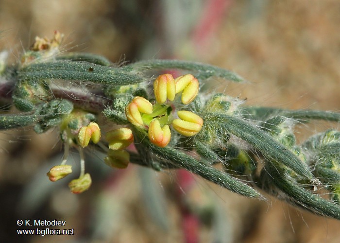 Kochia laniflora
