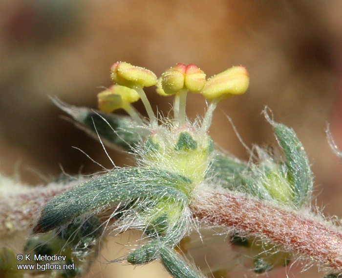 Kochia laniflora