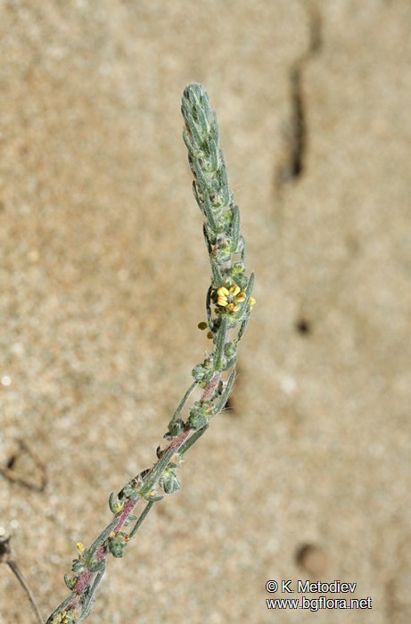 Kochia laniflora