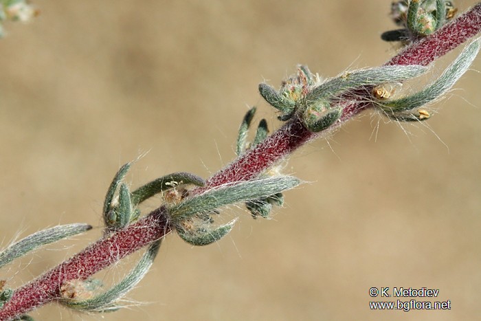 Kochia laniflora