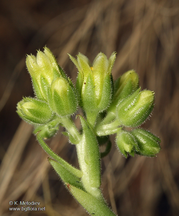 Jovibarba heuffelii