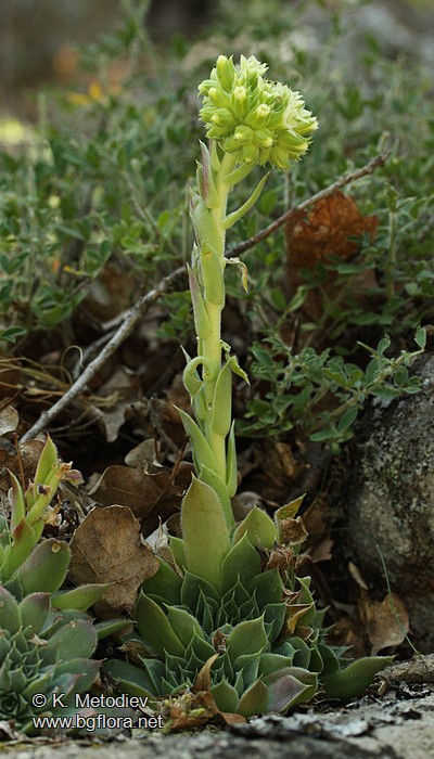 Jovibarba heuffelii
