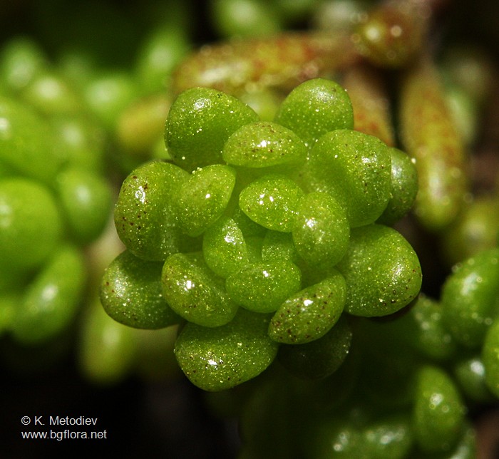 Sedum alpestre