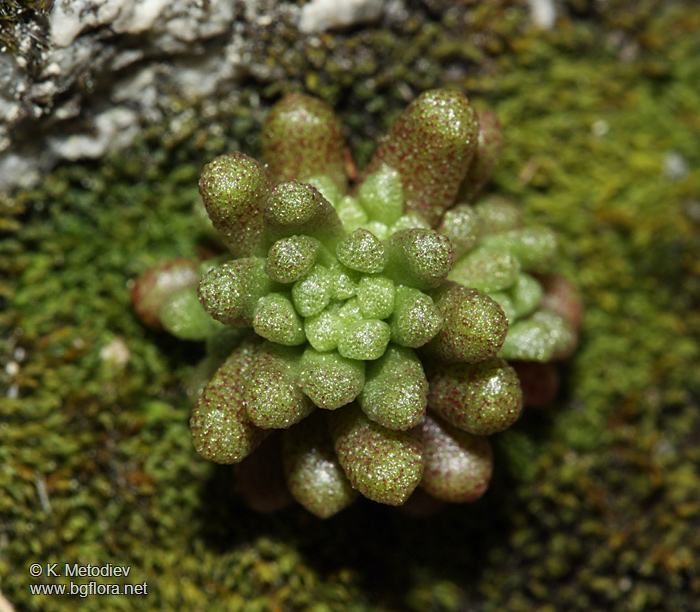 Sedum annuum