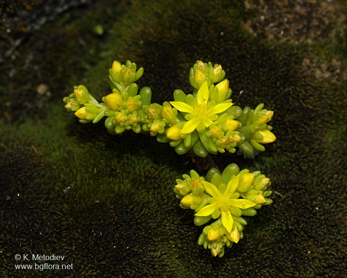 Sedum annuum