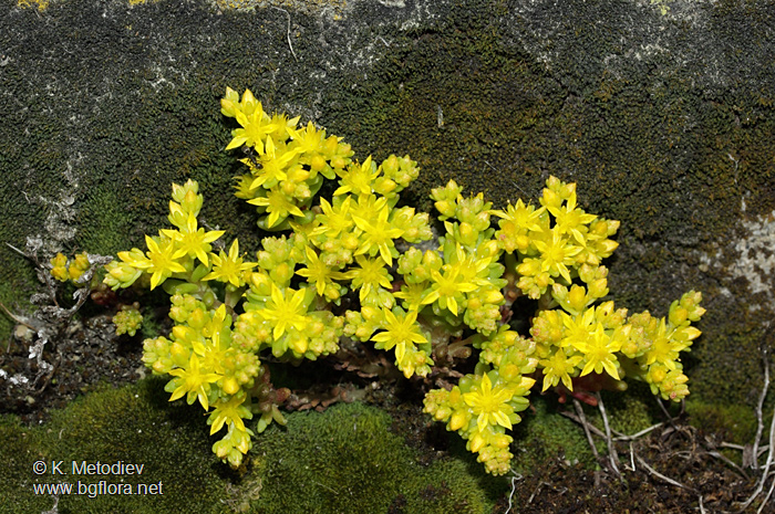 Sedum annuum