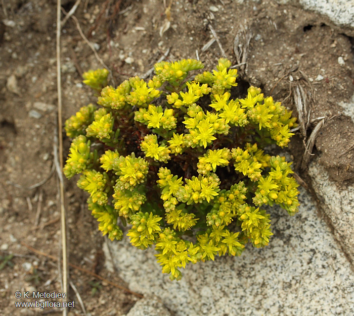 Sedum annuum