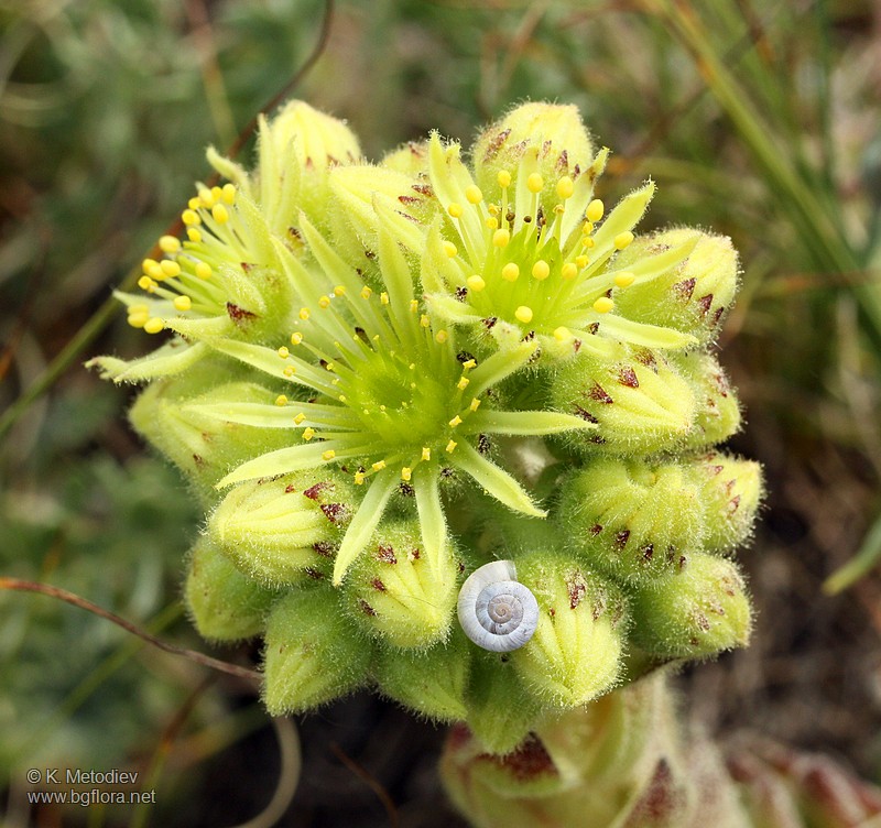 Sempervivum ciliosum
