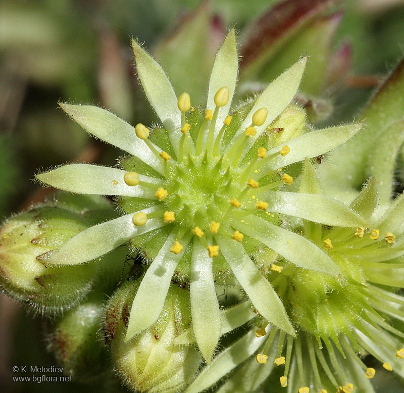 Sempervivum ciliosum