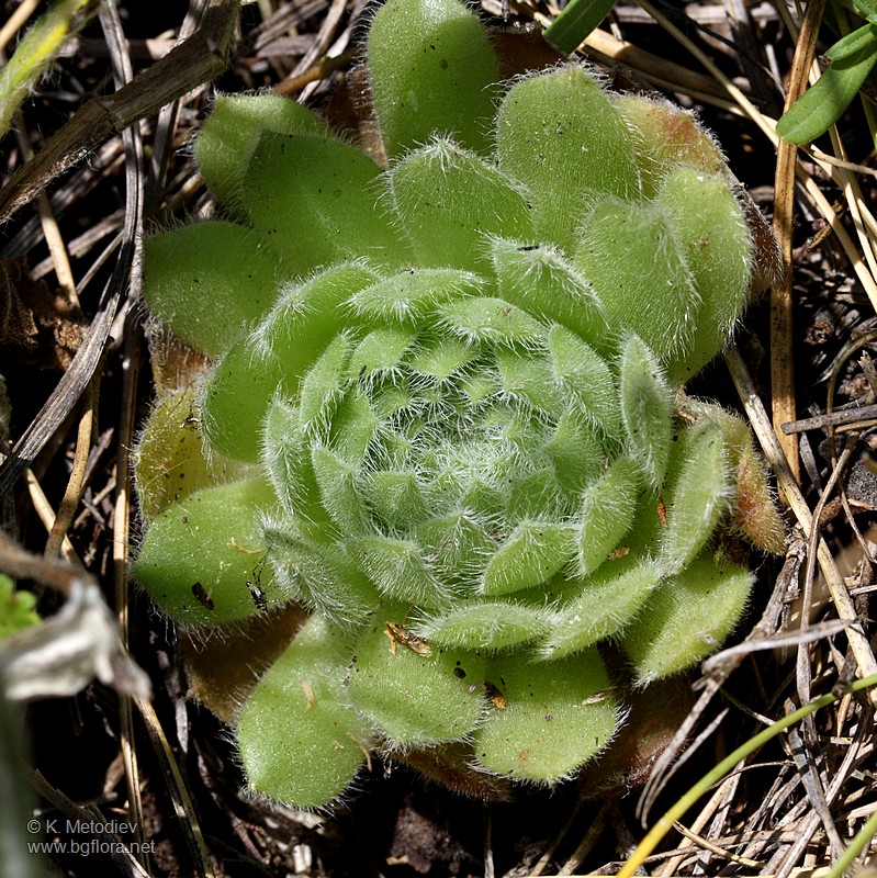 Sempervivum ciliosum