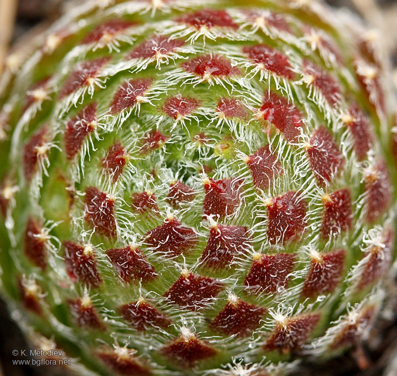 Sempervivum ciliosum