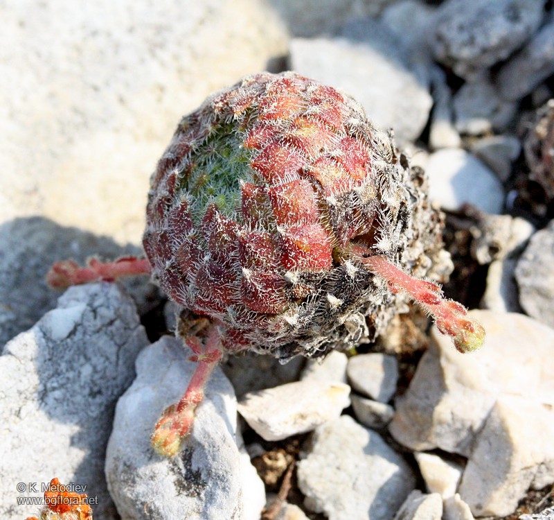 Sempervivum ciliosum