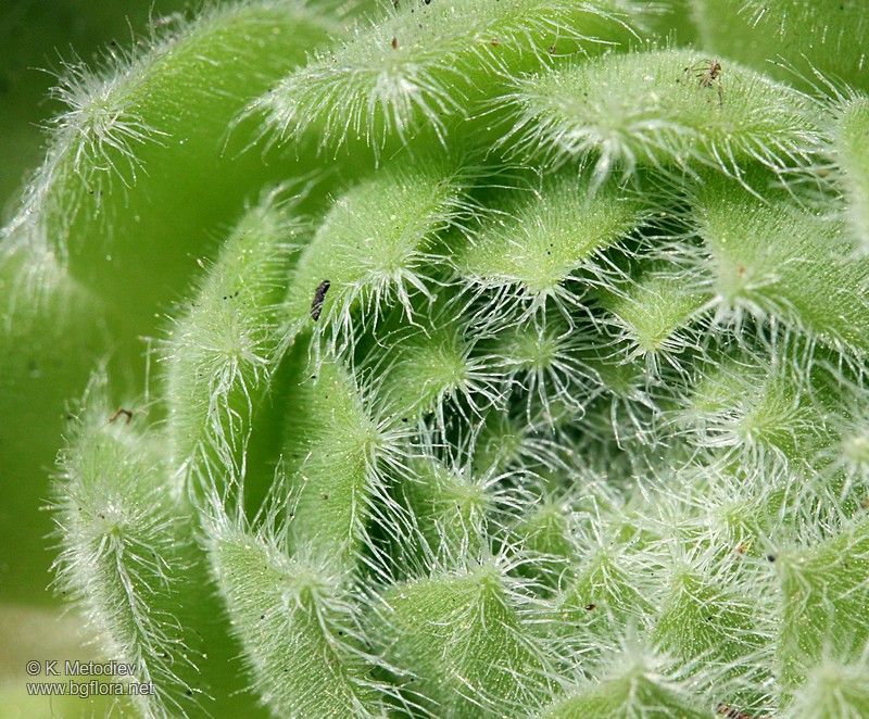 Sempervivum ciliosum