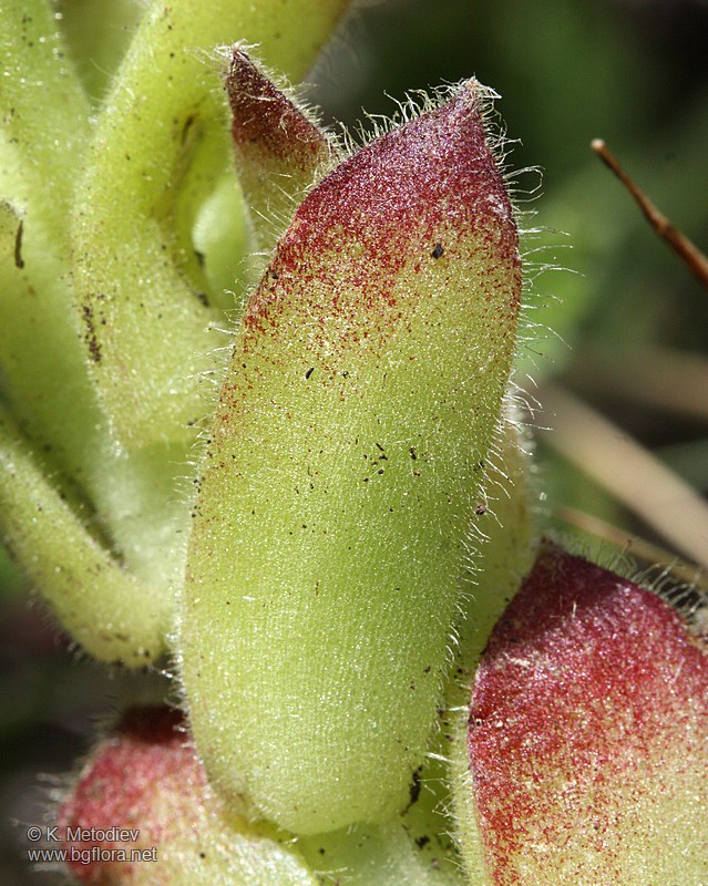 Sempervivum ciliosum