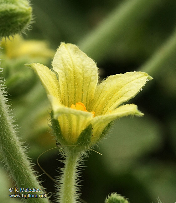 Ecbalium elaterium