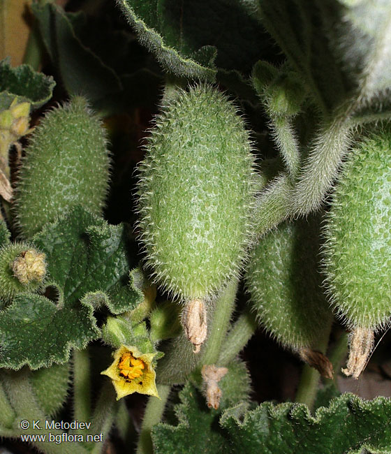 Ecbalium elaterium