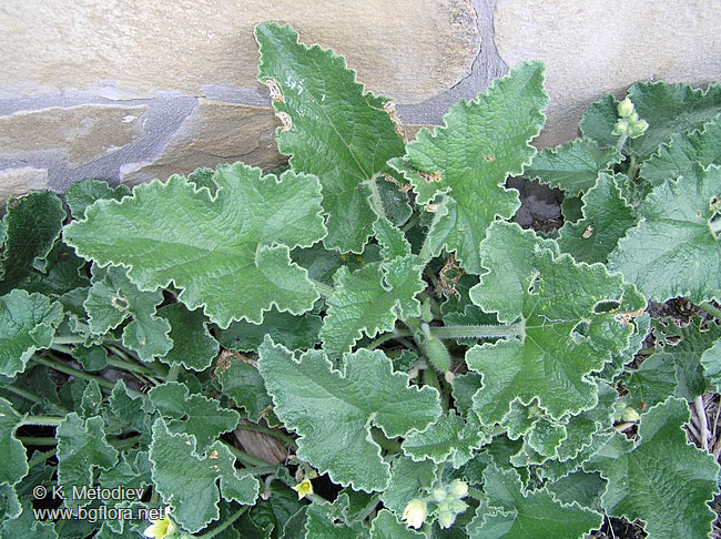 Ecbalium elaterium