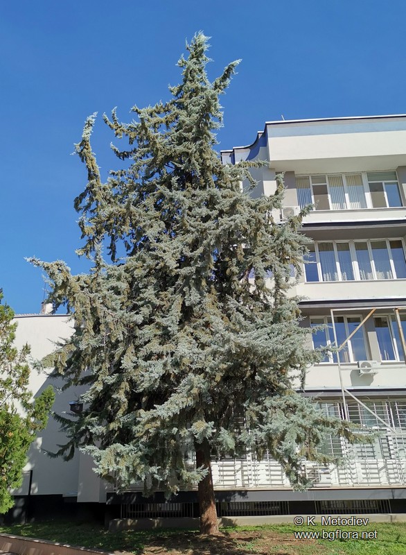 Cupressus arizonica