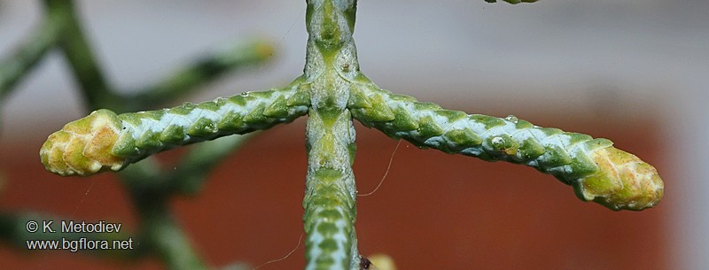Cupressus arizonica