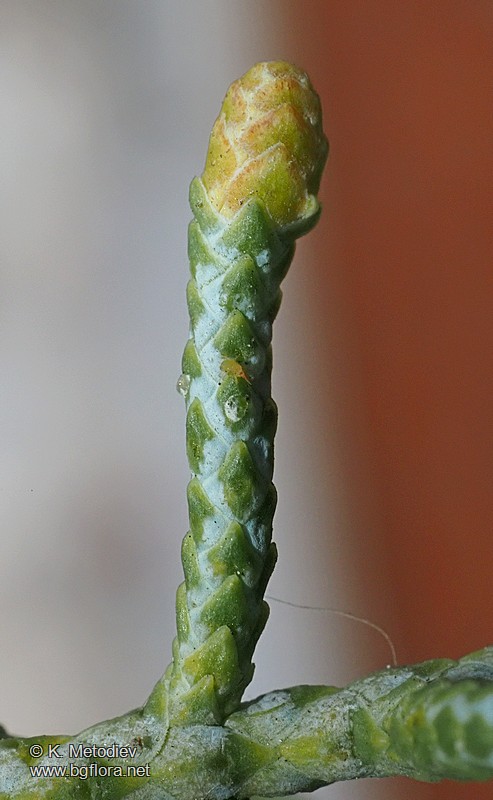 Cupressus arizonica