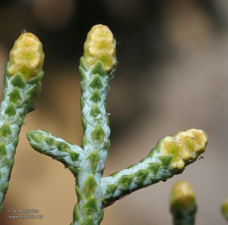 Cupressus arizonica