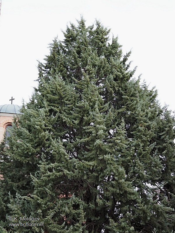 Cupressus arizonica