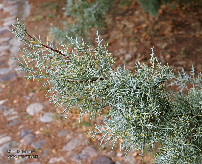 Cupressus arizonica