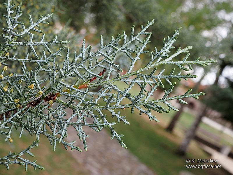 Cupressus arizonica