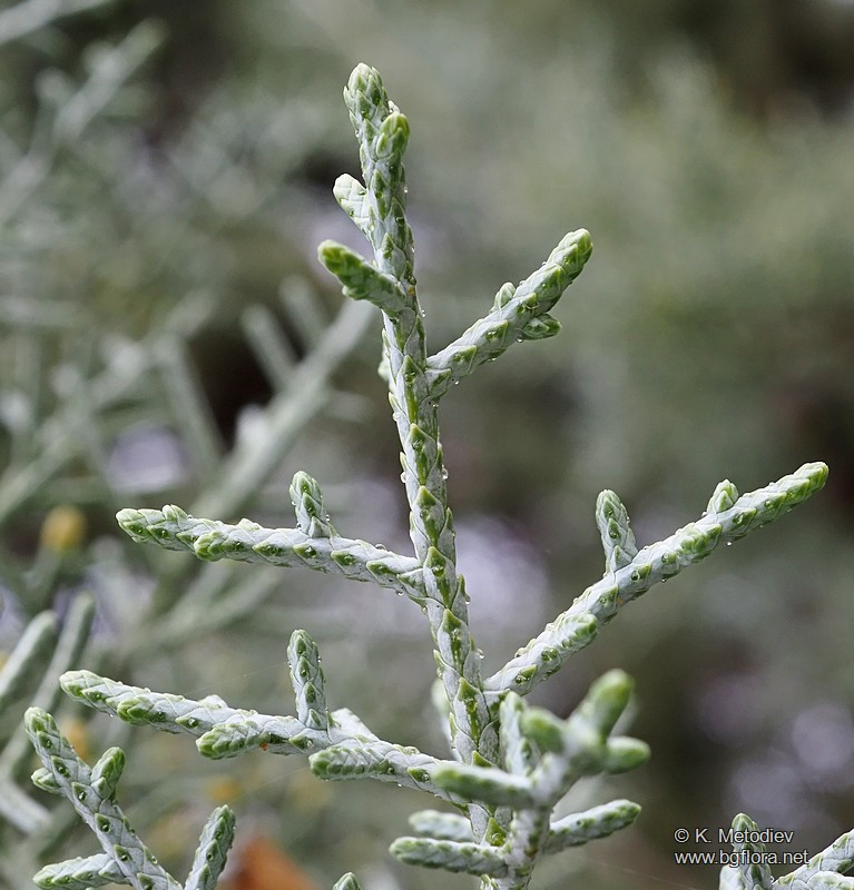 Cupressus arizonica
