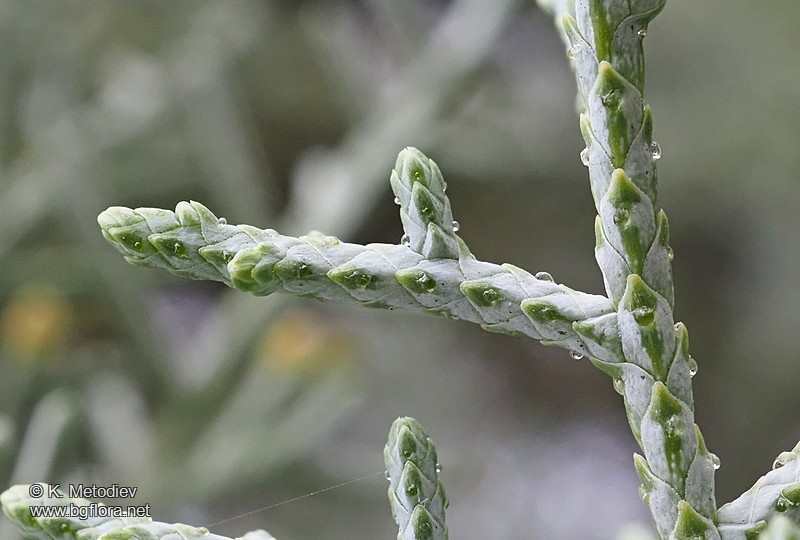 Cupressus arizonica