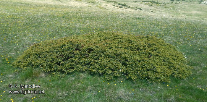 Juniperus sibirica