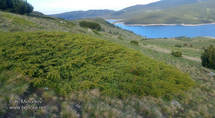 Juniperus sibirica