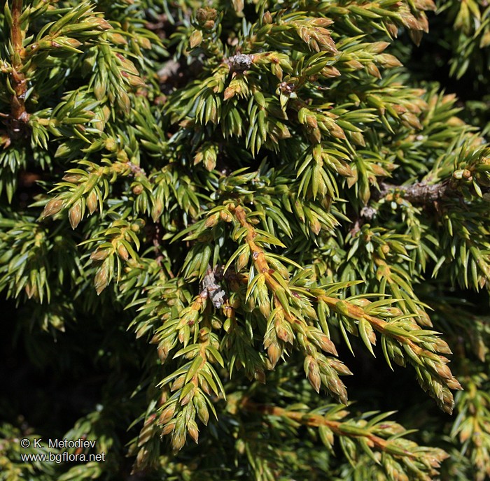 Juniperus sibirica
