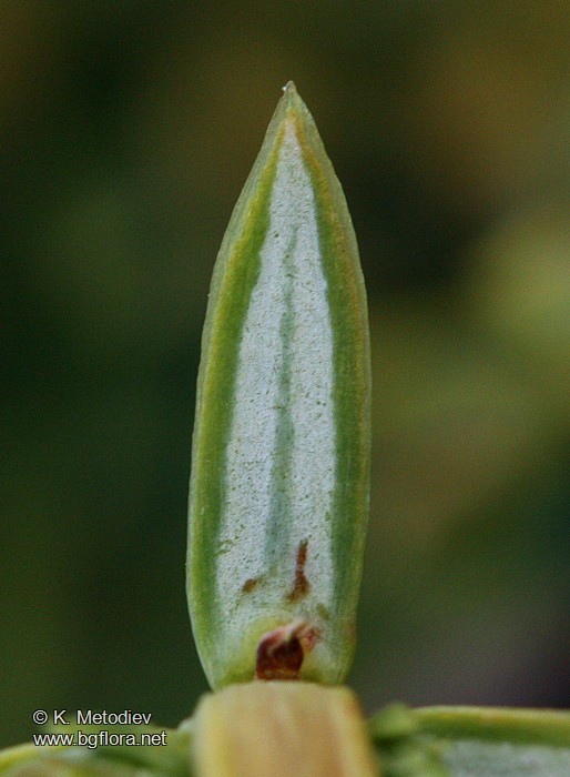 Juniperus sibirica
