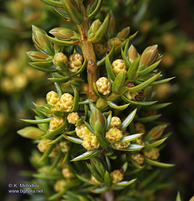 Juniperus sibirica