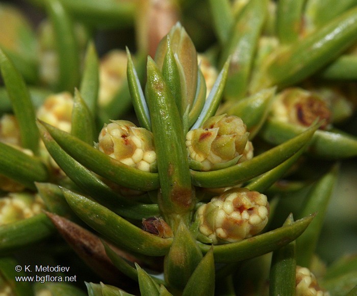 Juniperus sibirica