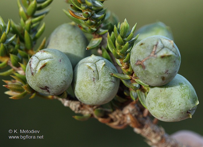 Juniperus sibirica