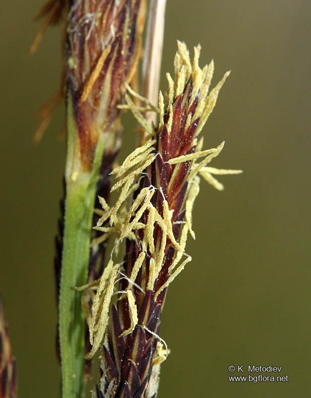 Carex elata