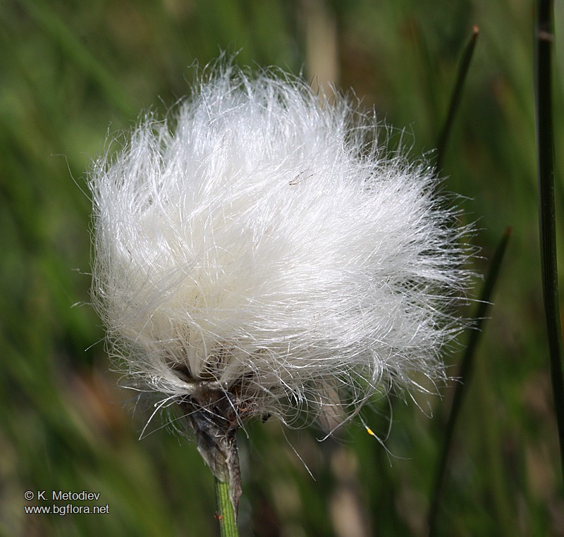 Eriophorum vaginatum