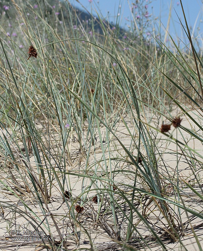 Galilea mucronata