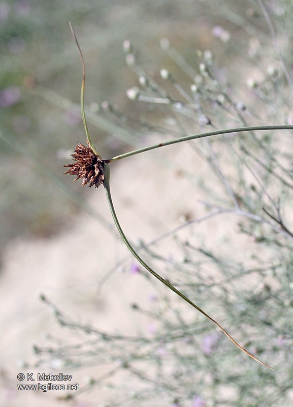 Galilea mucronata