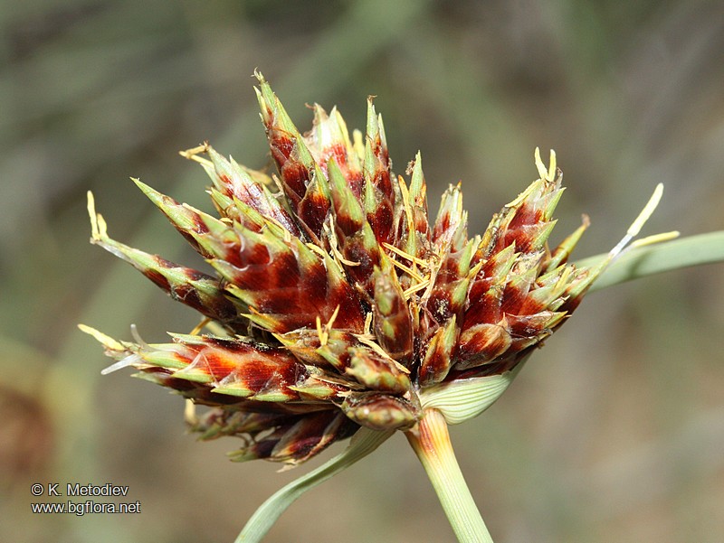 Galilea mucronata